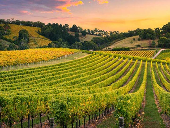 Vineyard in the Yarra Valley region at sunset.