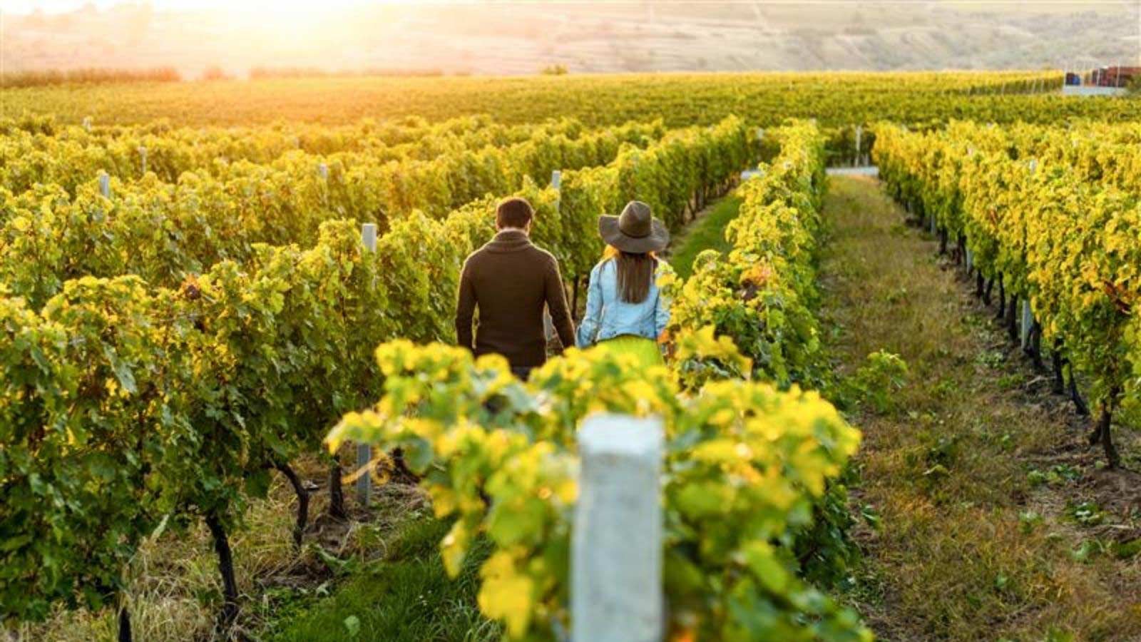 A couple holding hands walking through vineyards. 