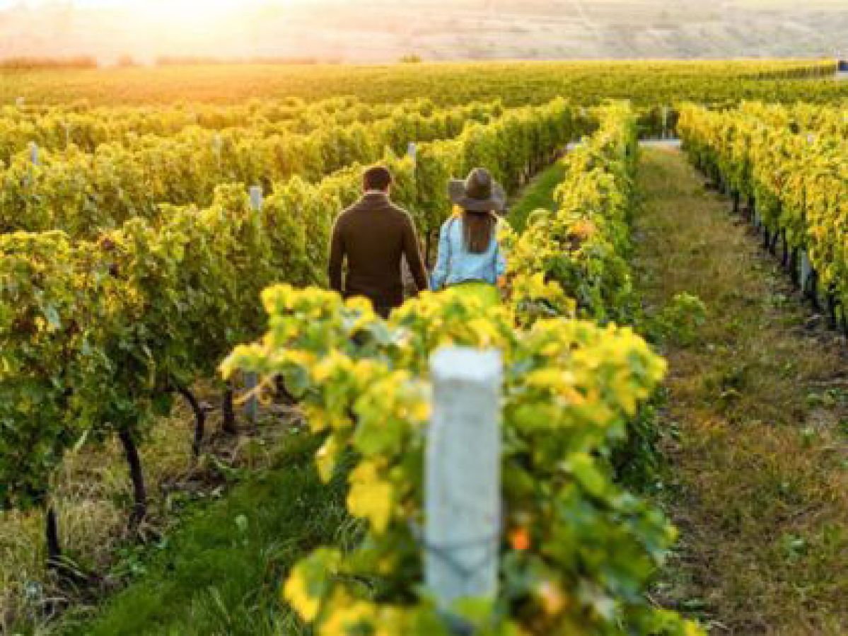 A couple walking through lush vineyards. 