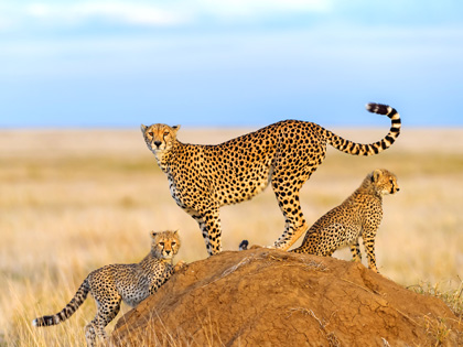 cheetahs-standing-on-a-rock-420x315