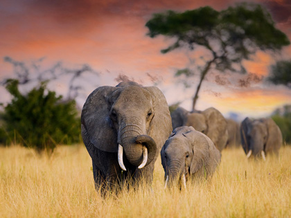 A herd of wild elephants walk through the savanna of Tarangire National Park in Tanzania, East Africa