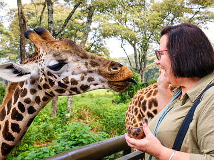 Woman feeding a giraffe on safari