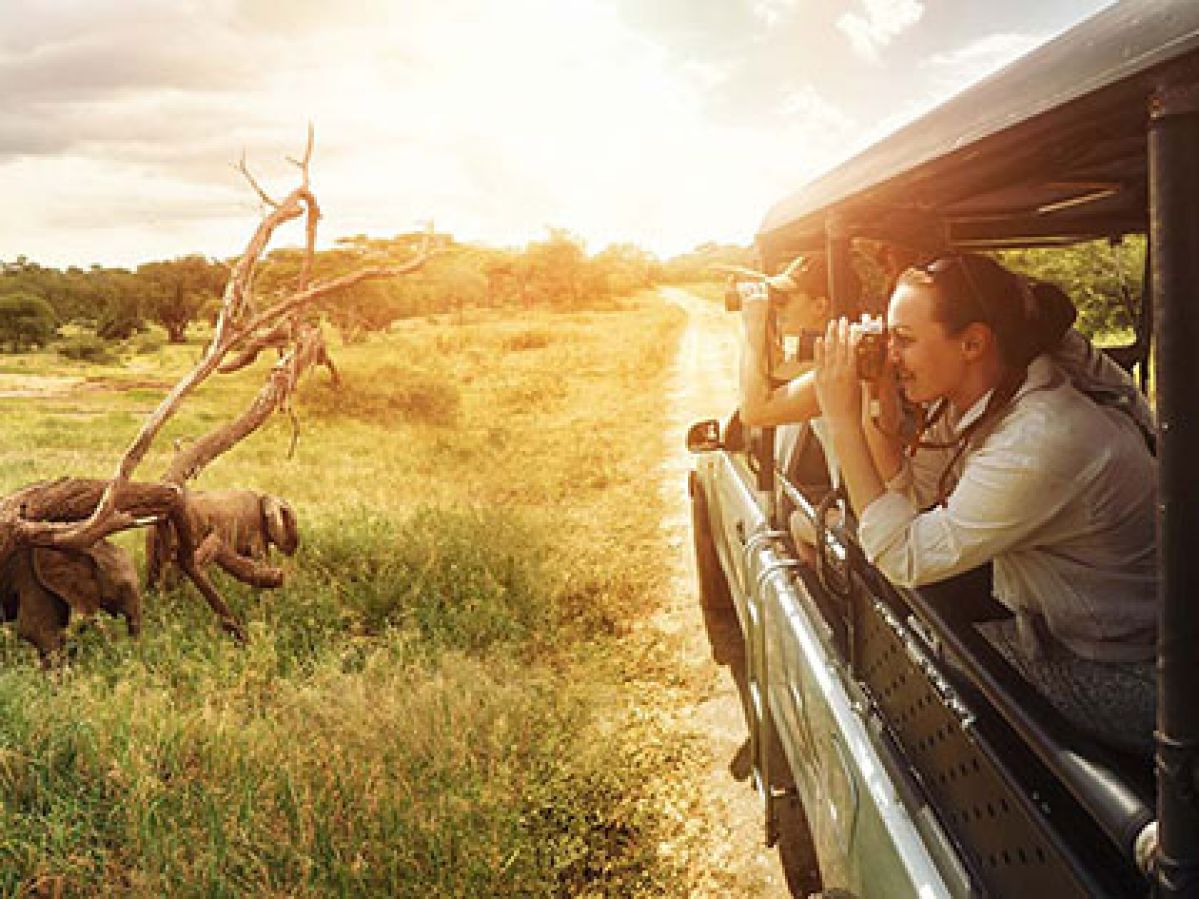 Woman looking out the window of a safari truck, taking photos of elephants.