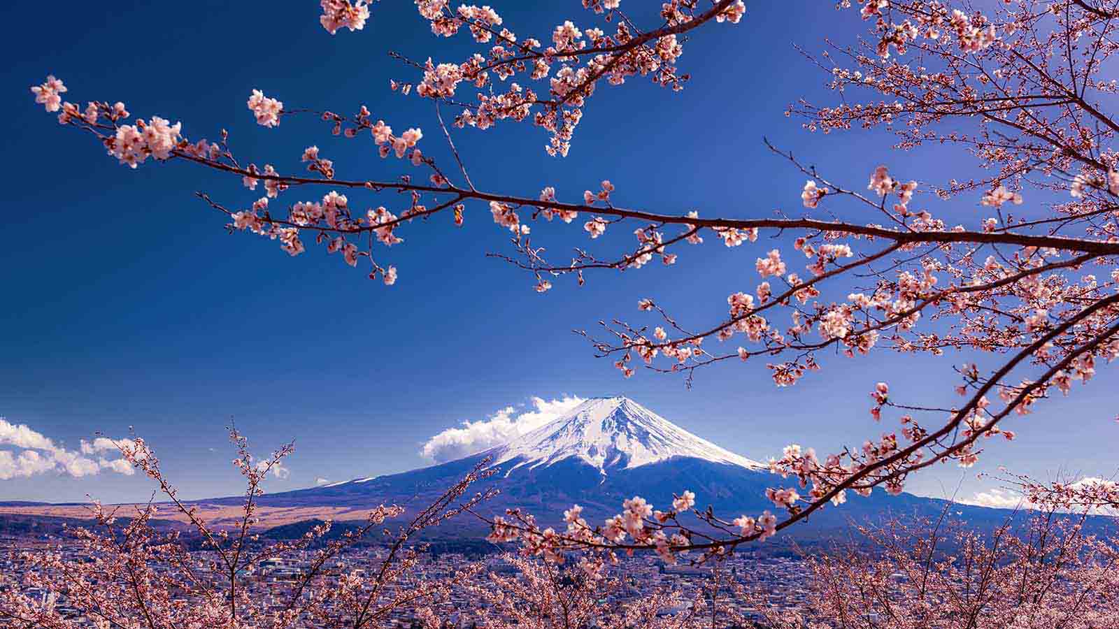 Cherry blossom With Mount Fuji is a background