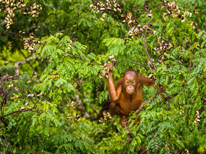 A monkey clinging to tree branches. 