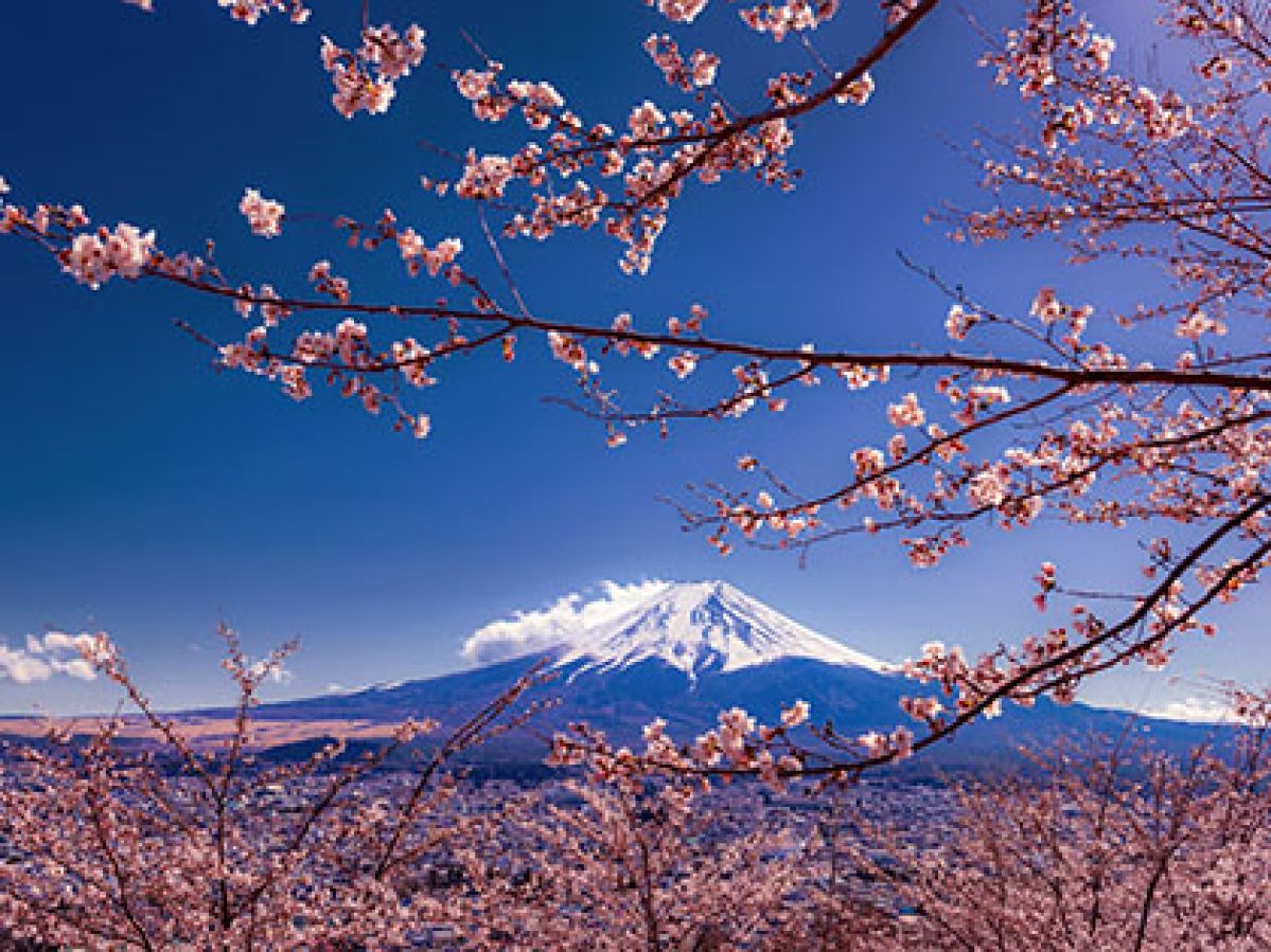 Cherry blossom With Mount Fuji is a background