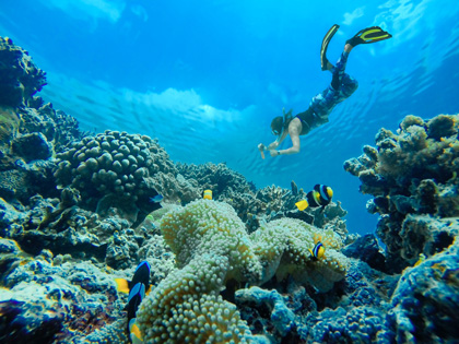 Scuba diver in coral reefs