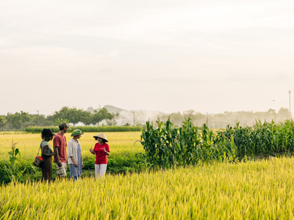 Tourists in a rice field in Vietnam being shown around by a guide