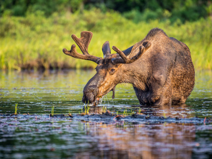 A bull moose eating lily pads in the lake in early morning in Canada.