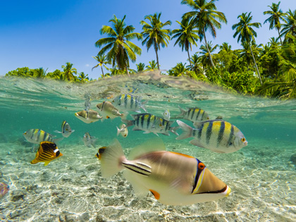 Underwater scene with reef and tropical fish