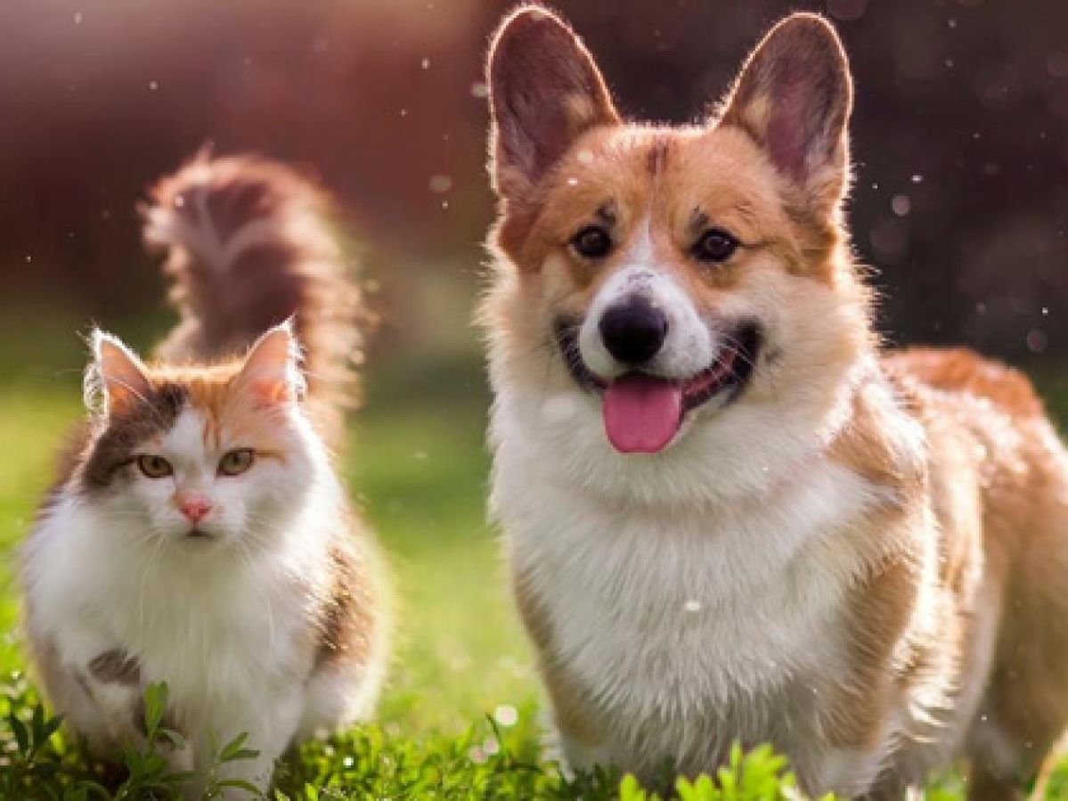 Cat and dog on the grass together