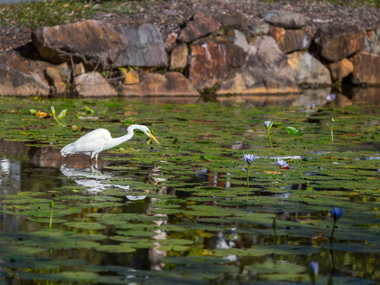 Large white bird standing in a body of water surrounded by lily pads