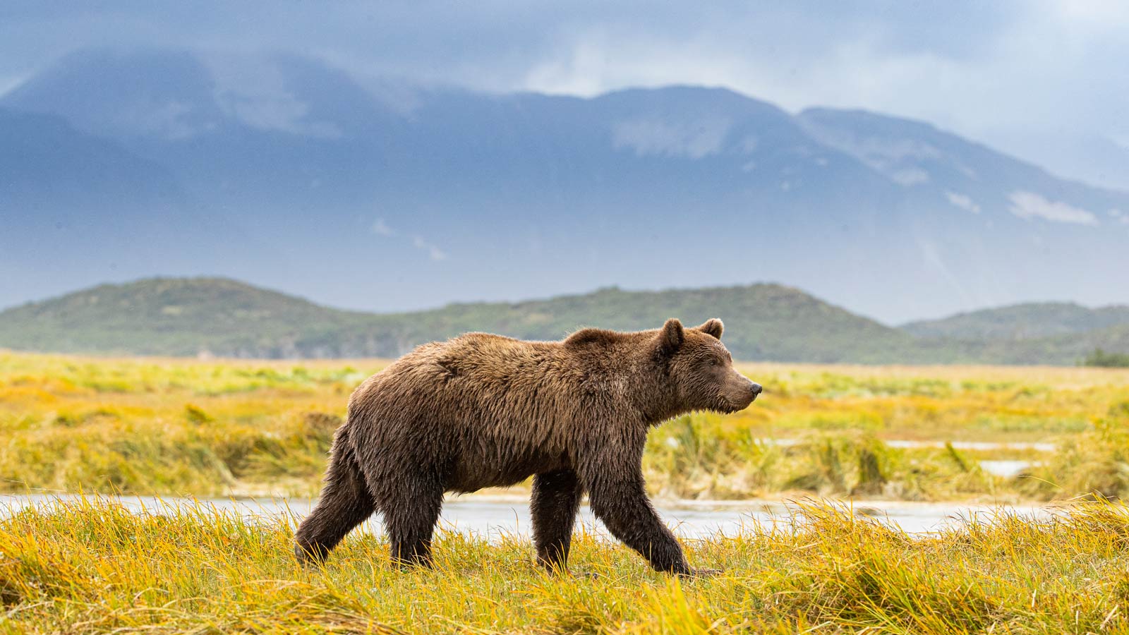 Grizzly bear heading up river in search for salmon