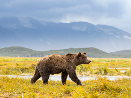 Grizzly bear heading up river in search for salmon