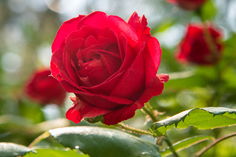 How to plant and grow perfect roses | RACV