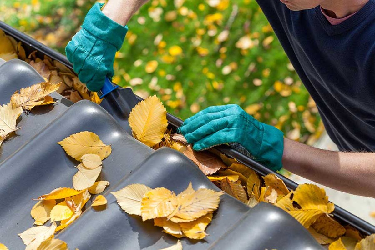 Cleaning leaves out of gutter with garden gloves 