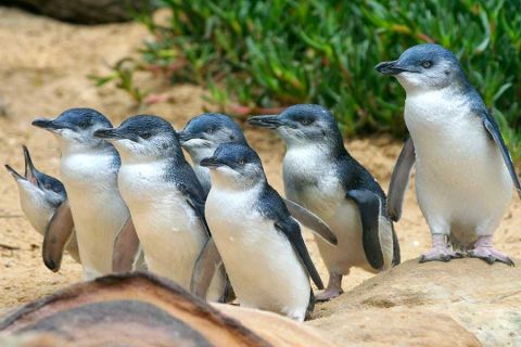 A group of waddling penguins
