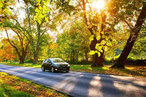 car driving through a leafy tree canopied road