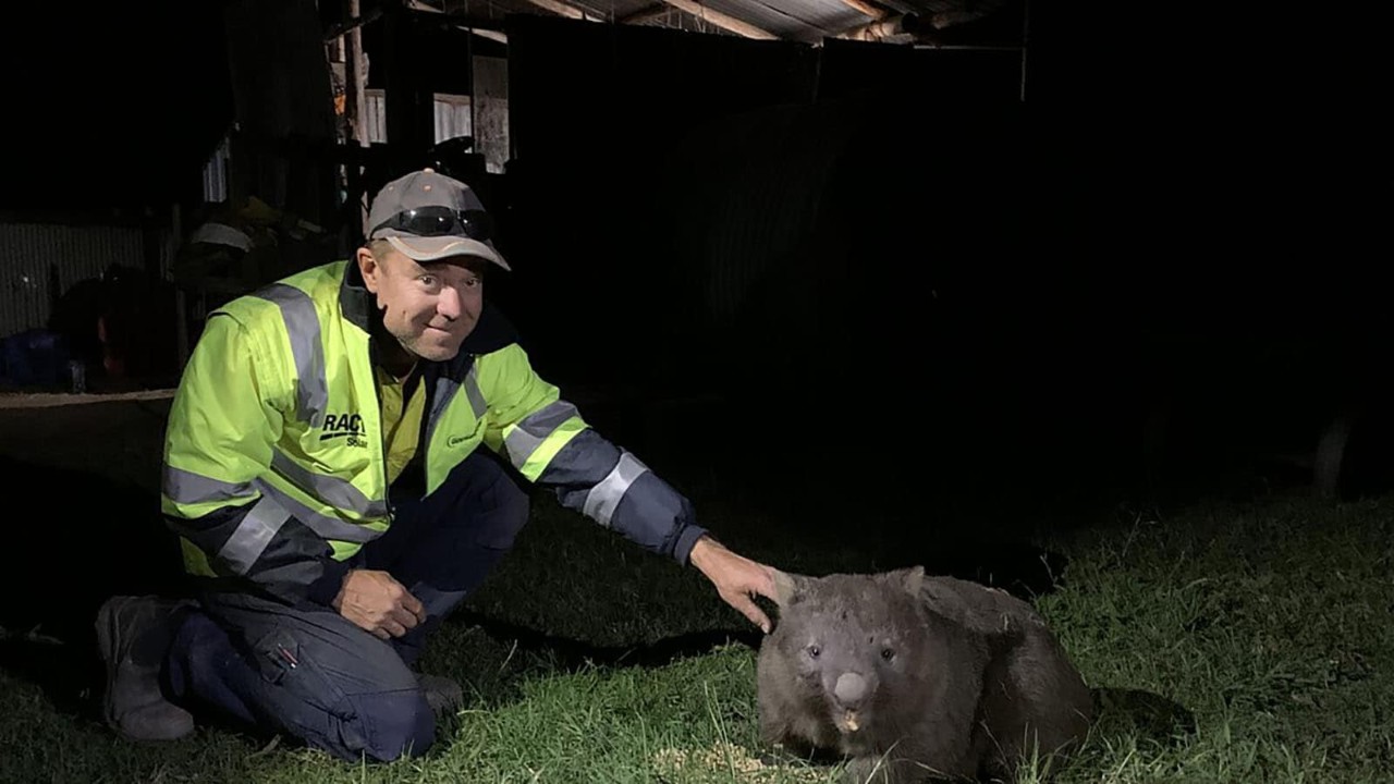 Man wearing cap patting a wombat at night.