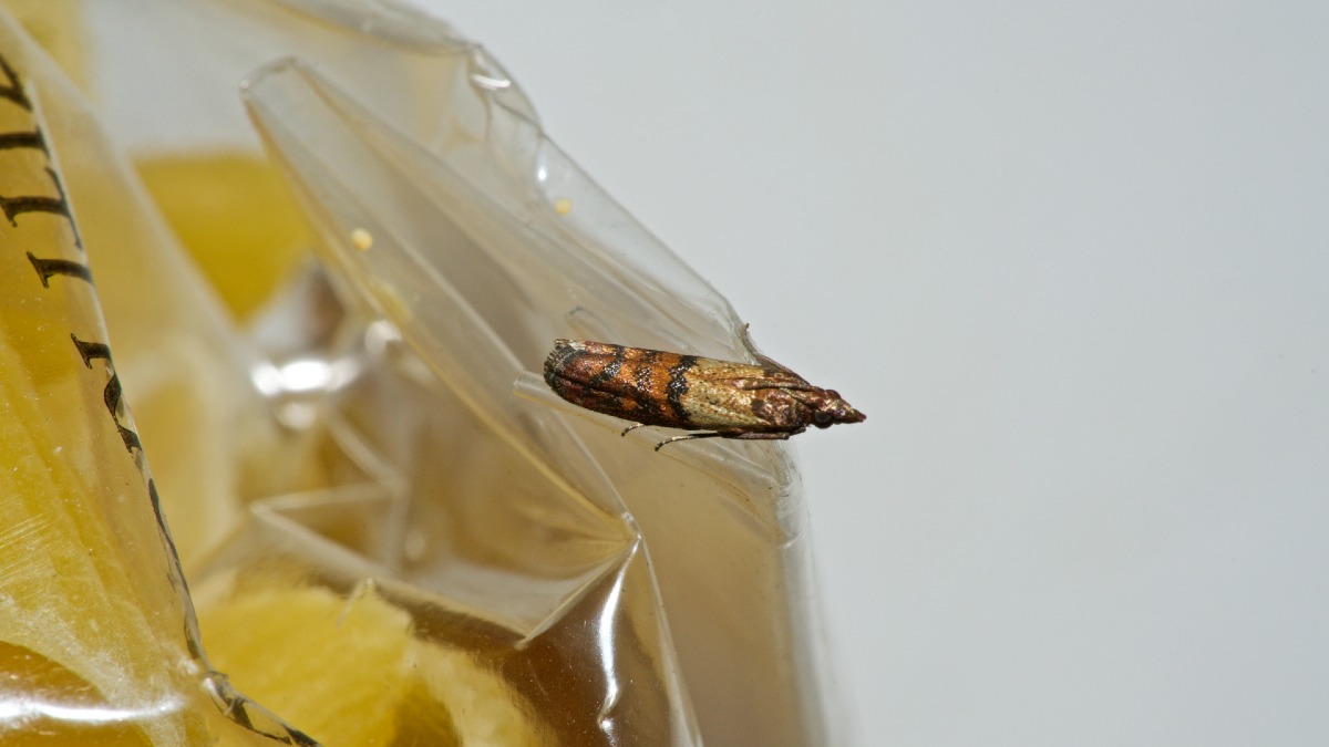 Indian meal moth on an open packet of food