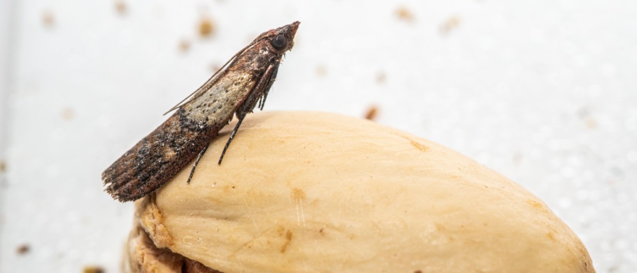 Indian meal moth on pistachio nut