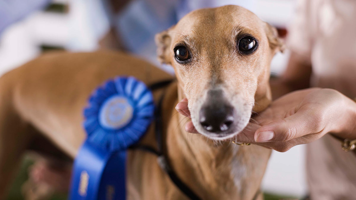 Dog looking at camera with blue ribbon on its harness