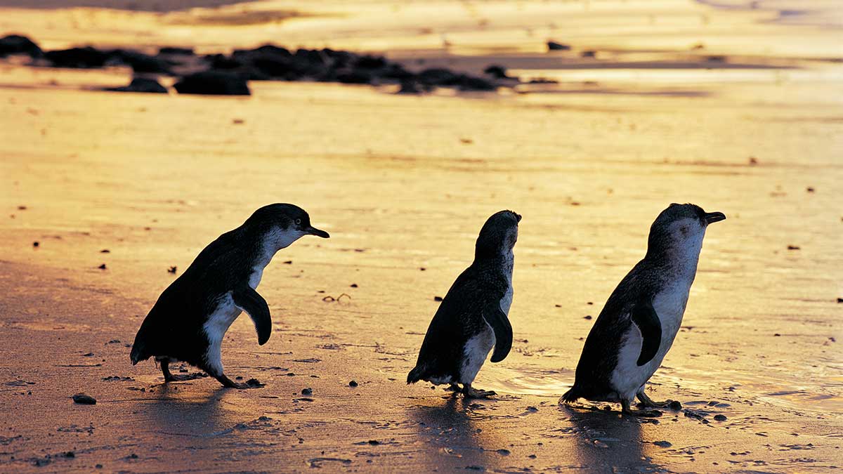 Three penguins on the beach at sunset at Phillip Island Nature Park.