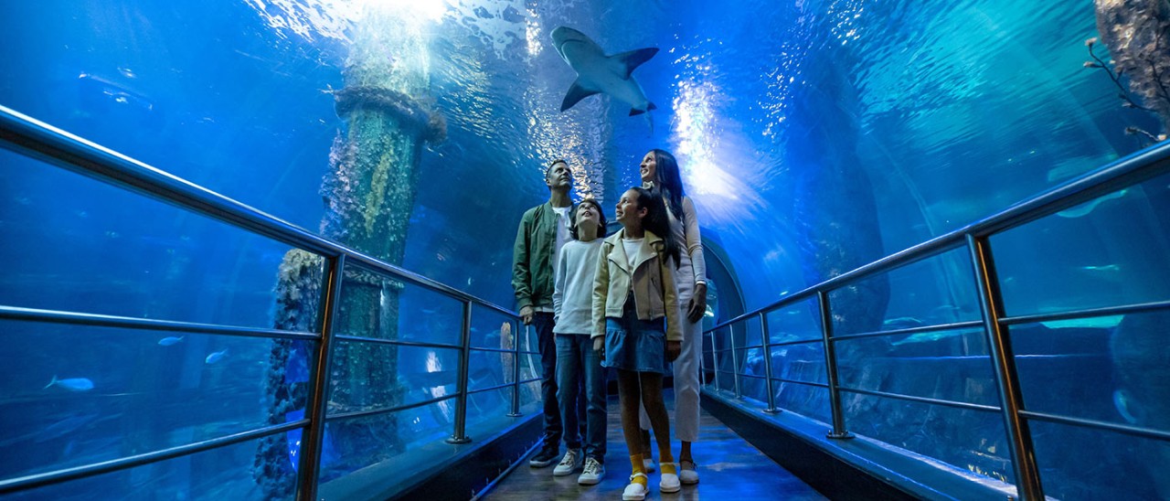 Family walking along see-through tunnel with shark swimming above them at Melbourne Sea Life Aquarium.