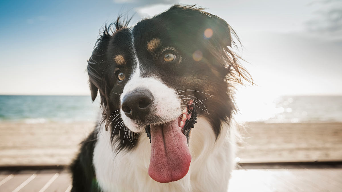 Close-up of border collie on beach,