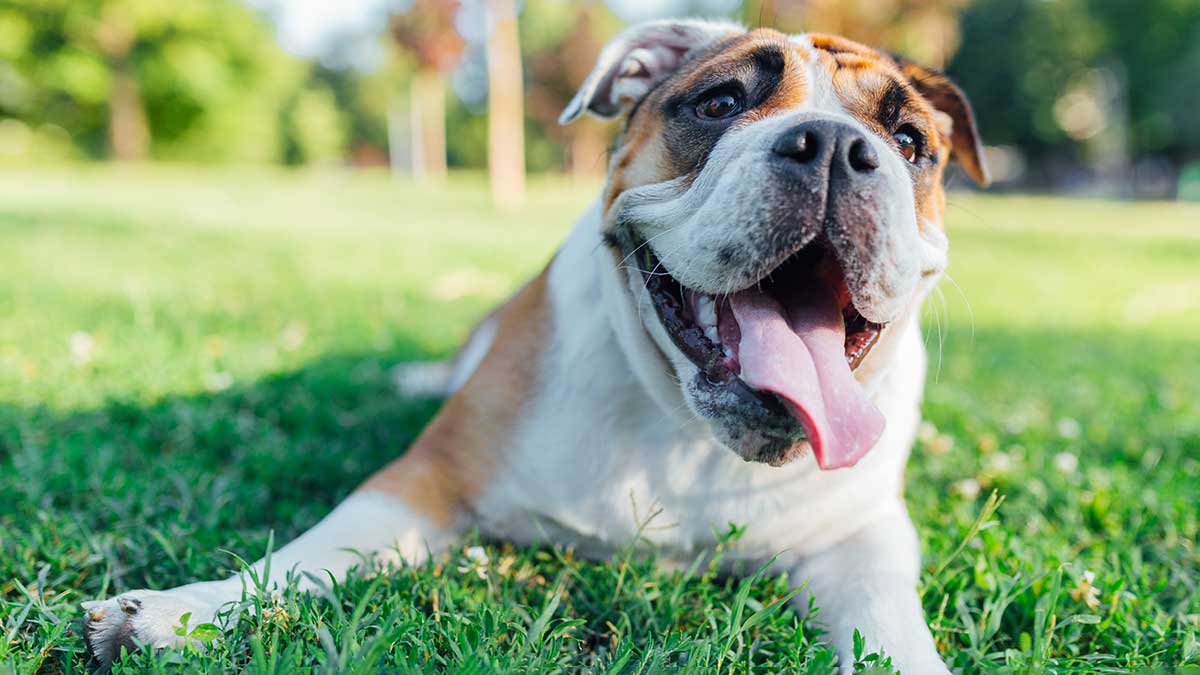 English bulldog lying on grass panting.