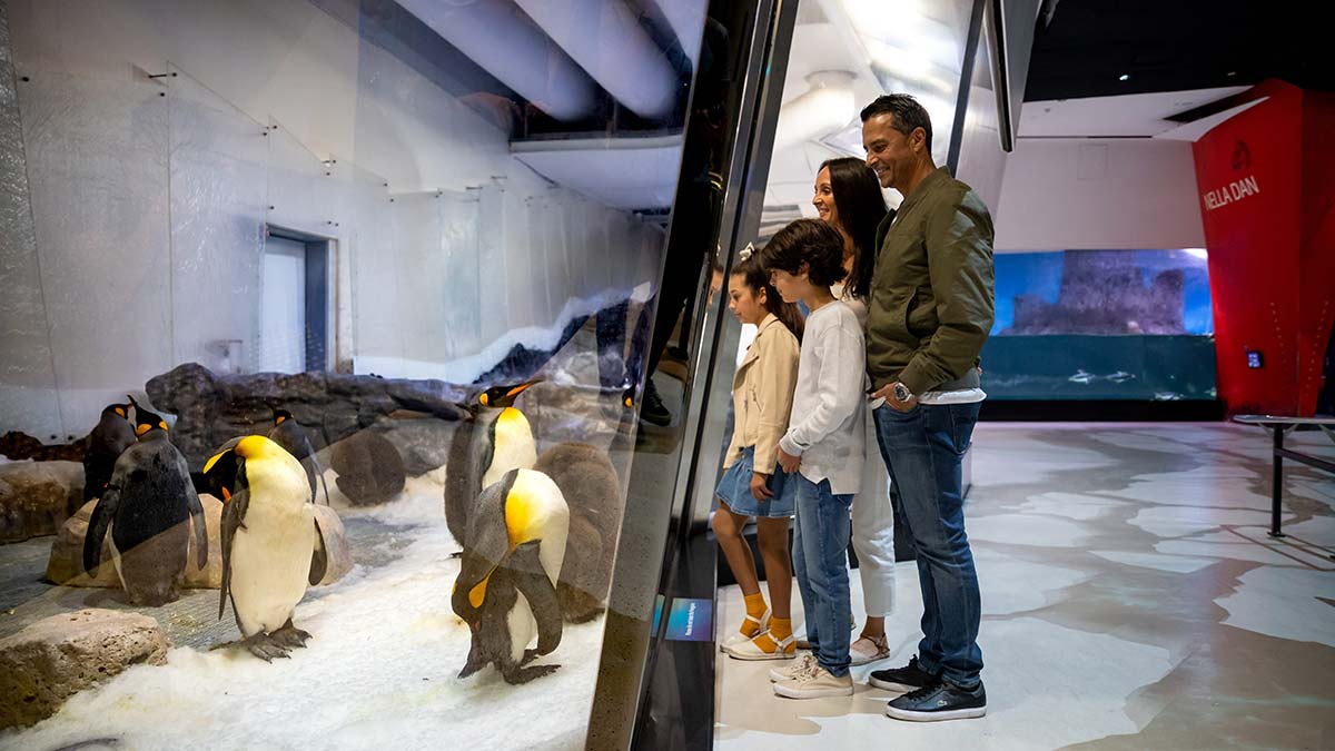 Family of four viewing the penguins at Melbourne SeaLife Aquarium.