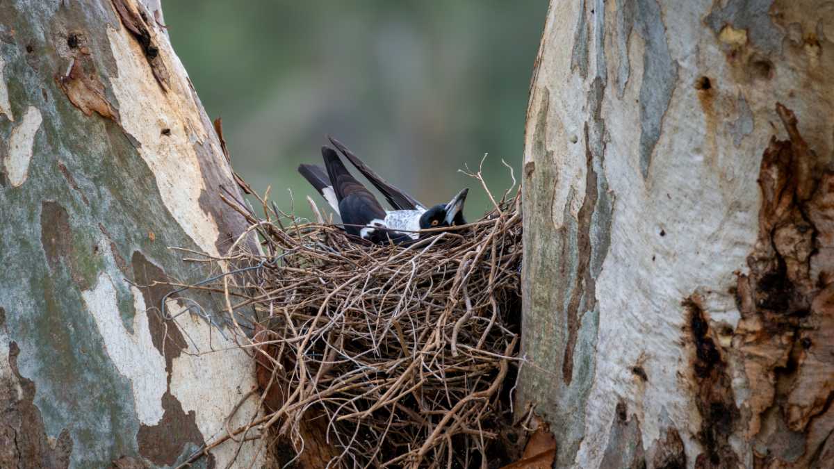 A magpie nesting in a tree