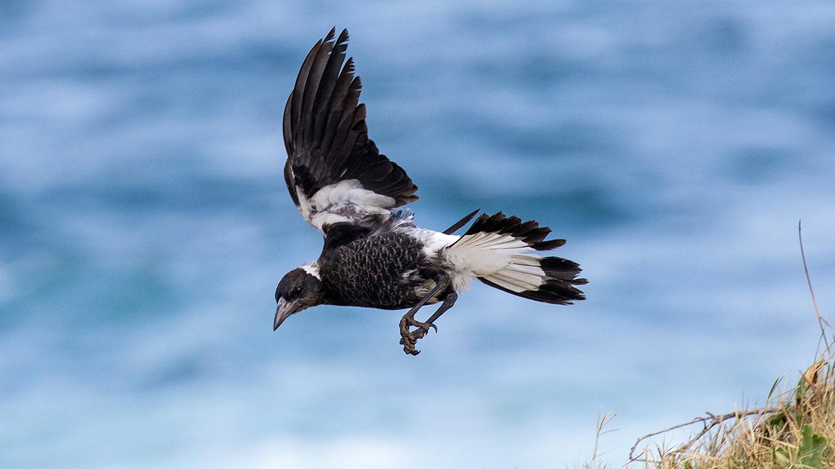 Flying magpie