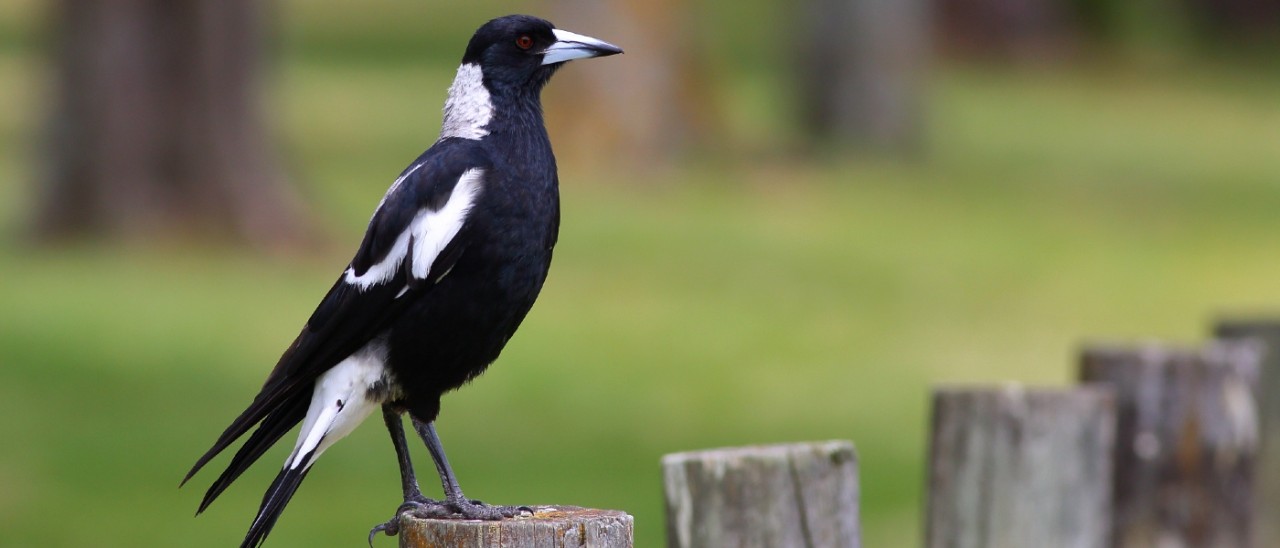 Magpie A magpie sitting on a wooden fence paling