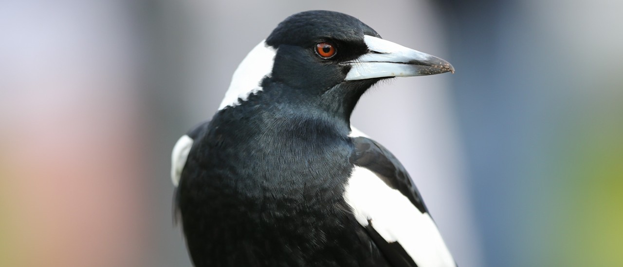 magpie up close