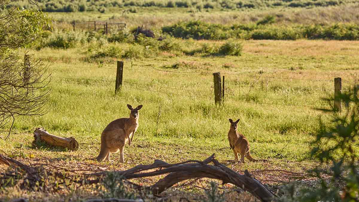 Kangaroos in a field in the early morning