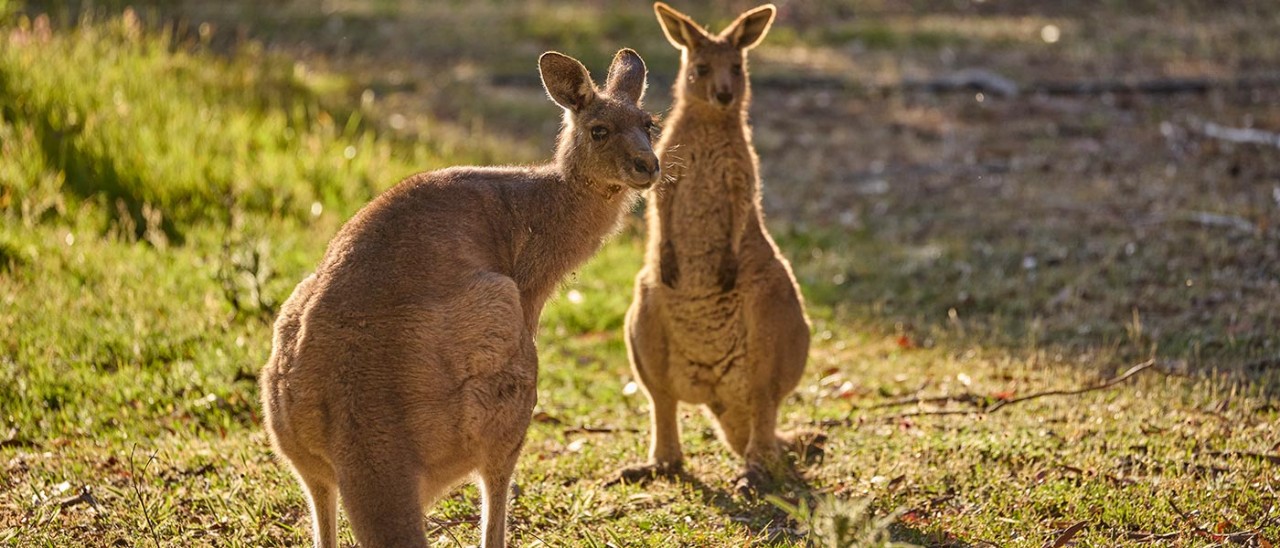 Two eastern grey kangaroos in early morning light