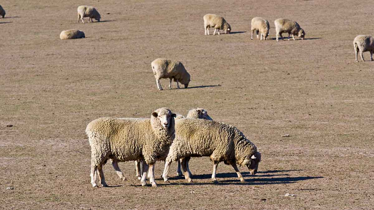 Sheep graze on dry grasses on a farm hit by drought in Coldstream, Yarra Valley, Victoria  in 2009.