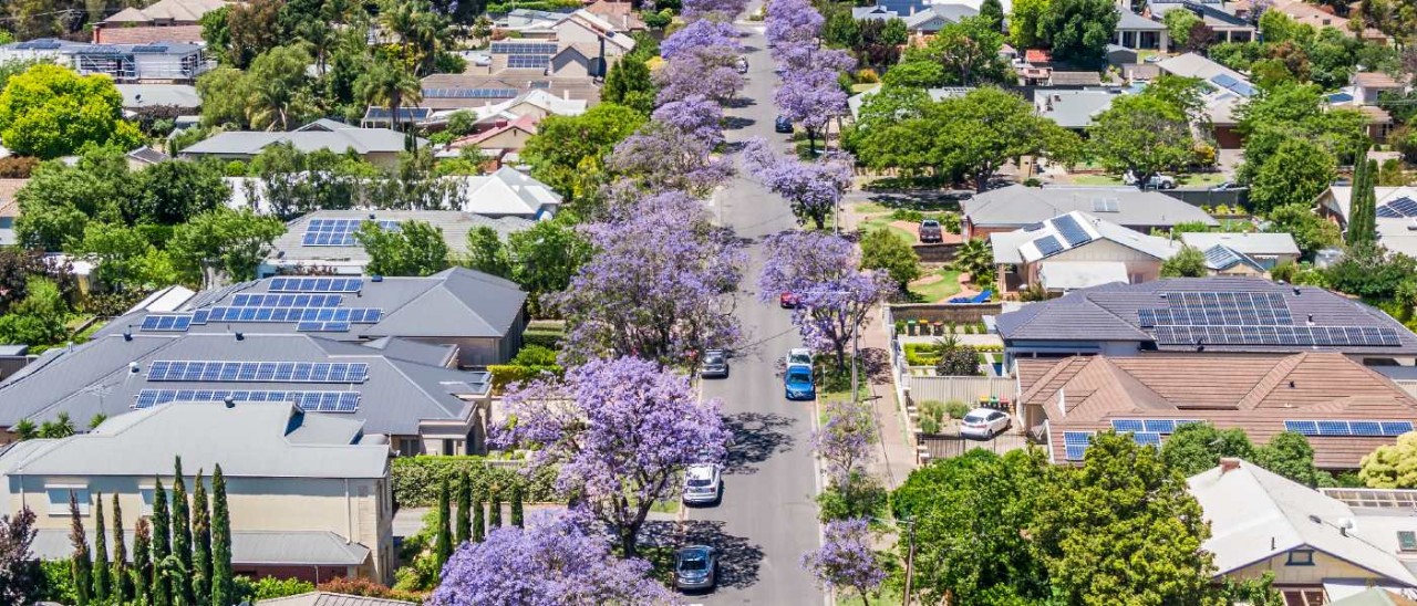 aerial view of Australian suburban street with blooming jacaranda trees