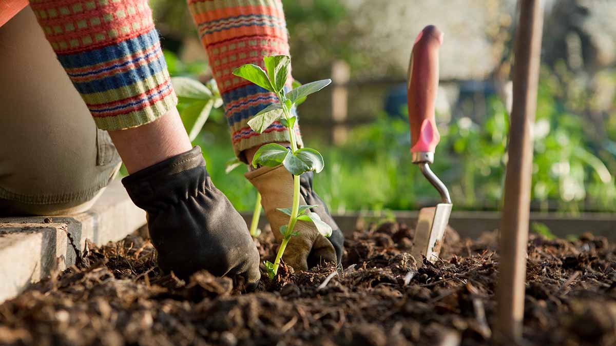 person gardening