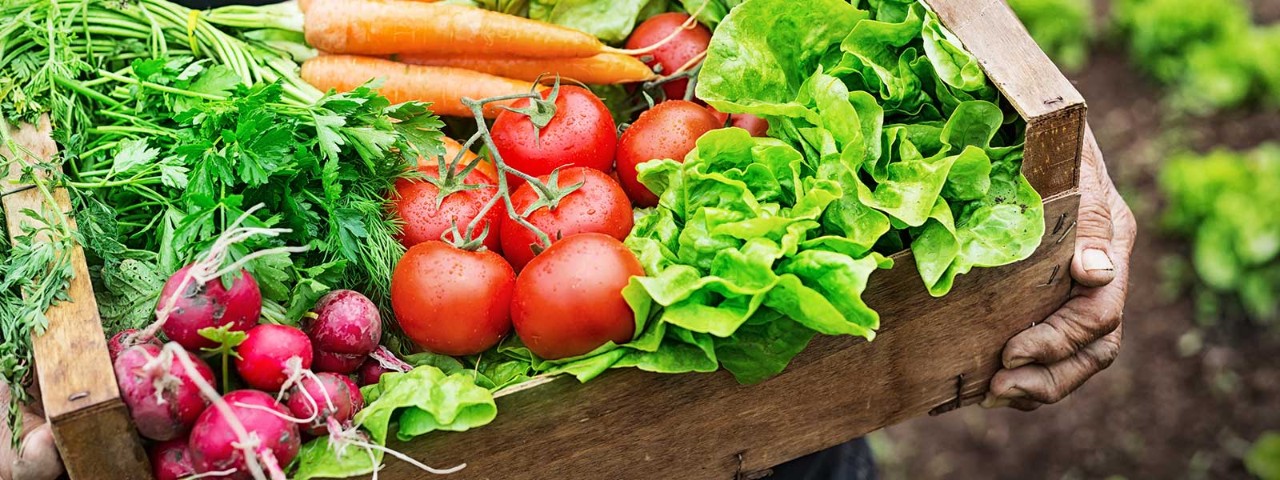 532865778 vegetable patch