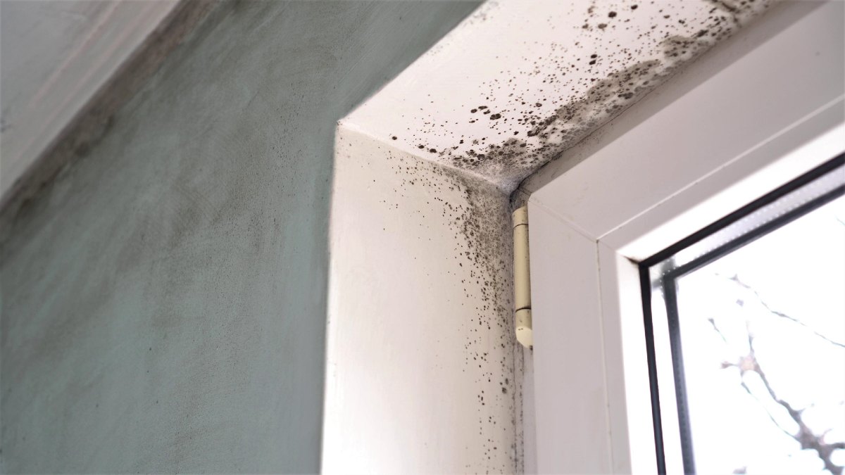 mould in windowsill