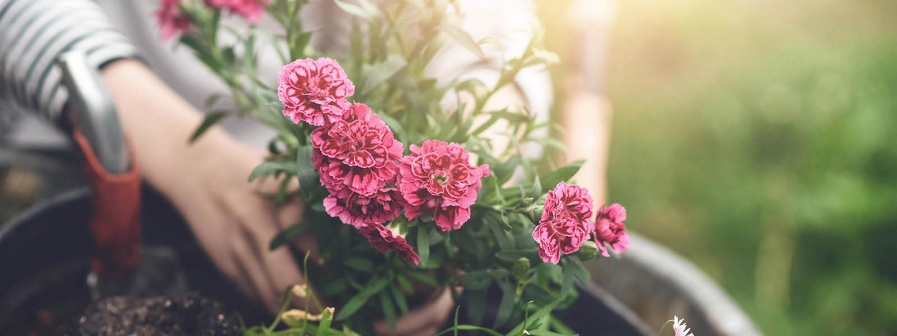 person planting autumn flowers in a flowerpot
