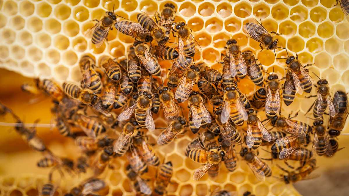 swarm of bees on fresh honeycomb
