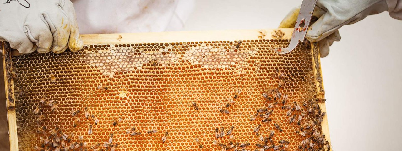 gloved hand holding up bee honeycomb from hive