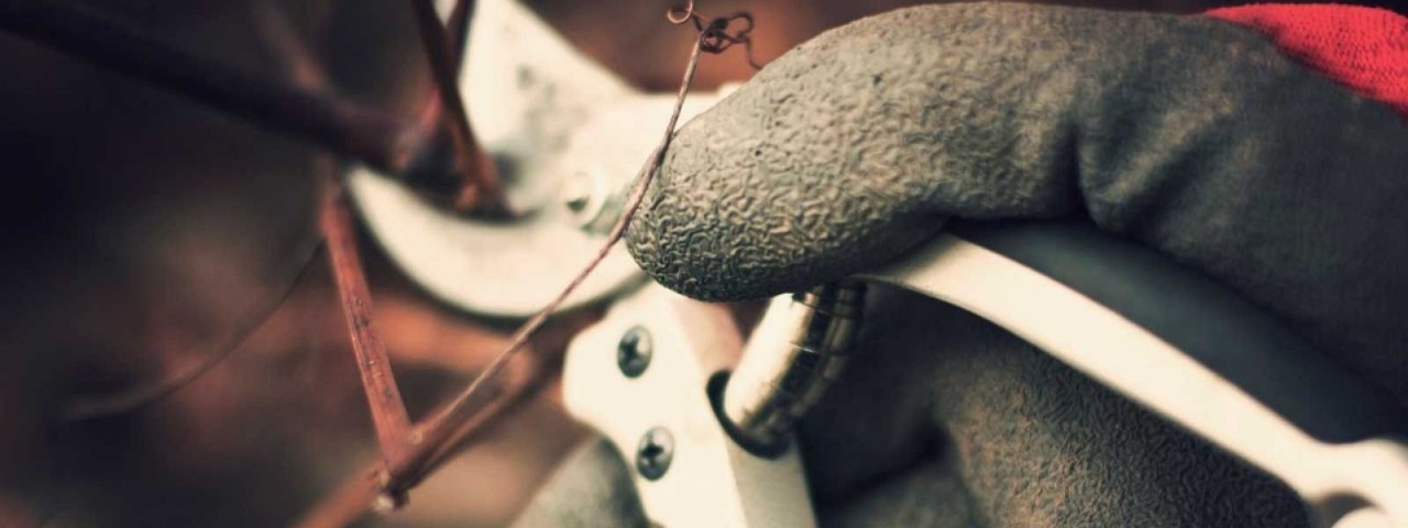 gloved hand cutting branch with garden secateurs