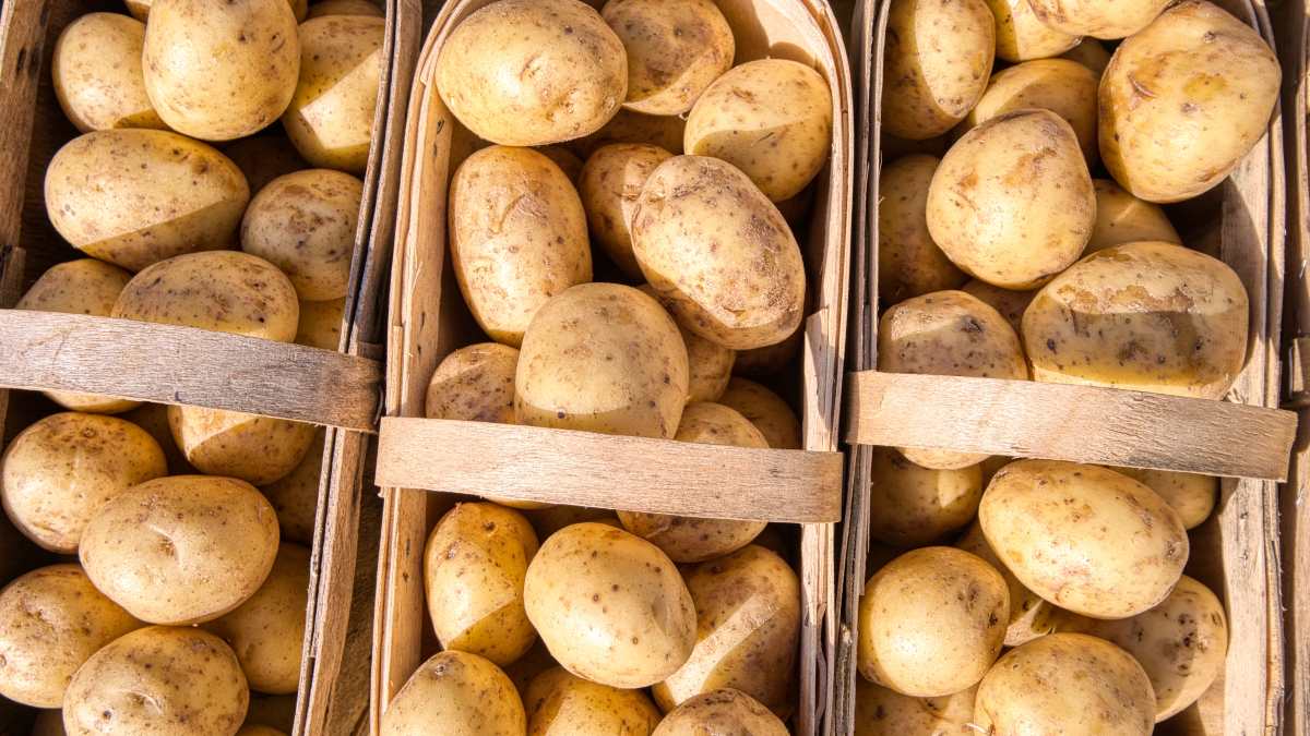 fresh picked potatoes in three baskets