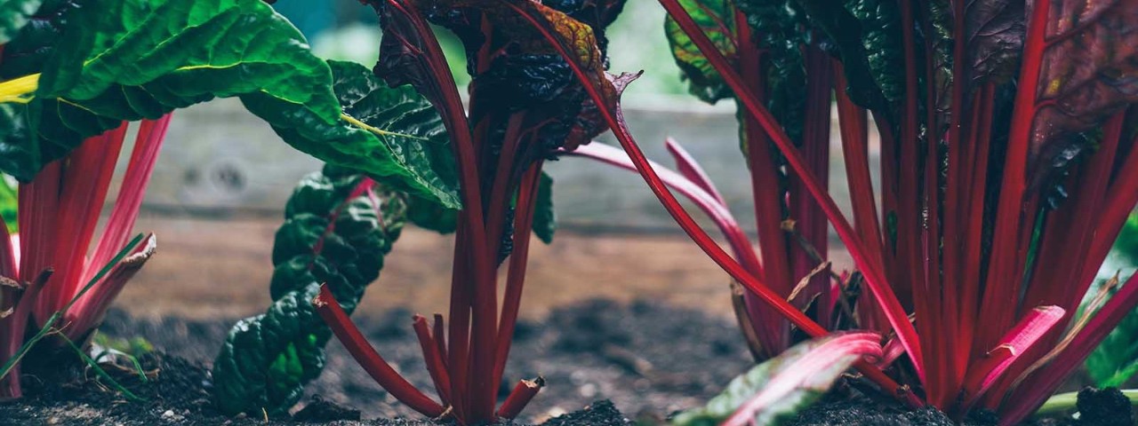 red and green plants growing in soil
