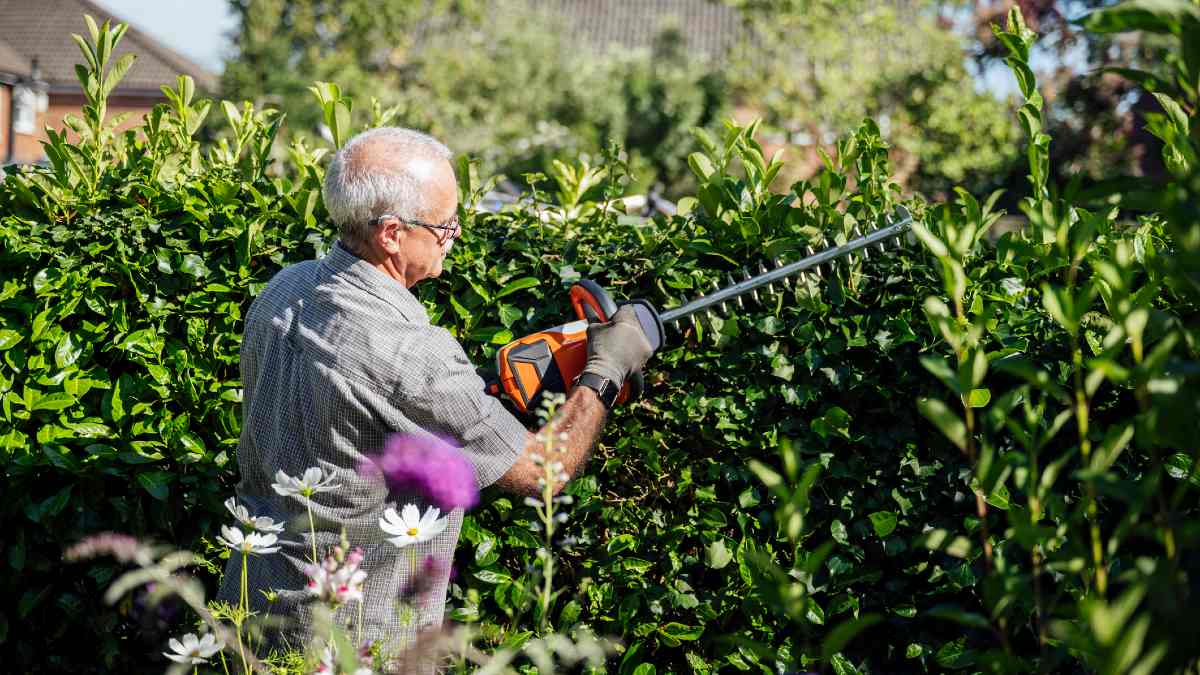 An elderly man trims a hedge using an electric hedge trimmer