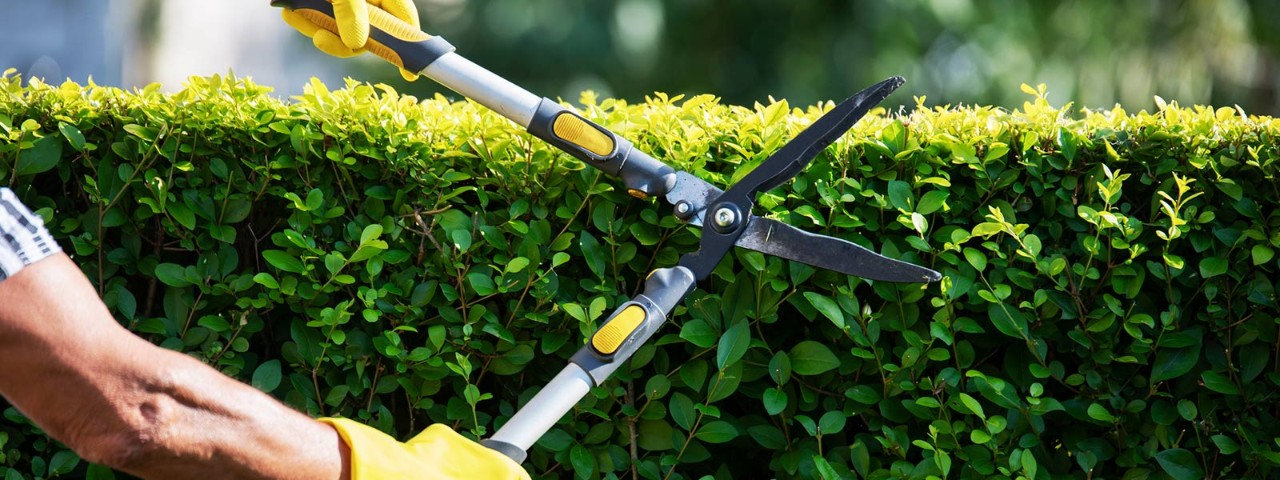 1163739474 A person wearing gardening gloves trimming a lush green hedge using hand shears